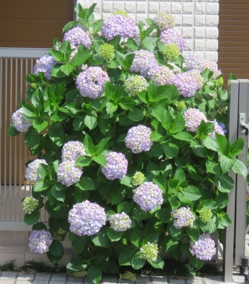 20190604C.jpg