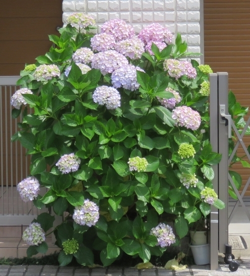 20200604A.jpg